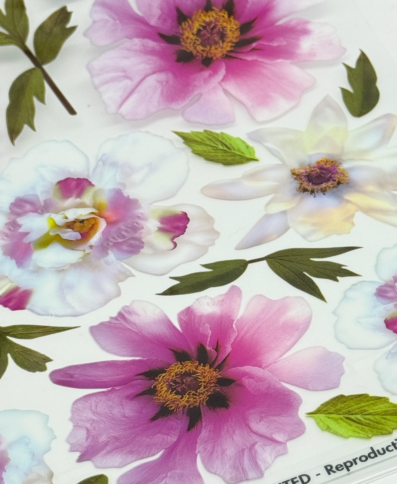 Peony