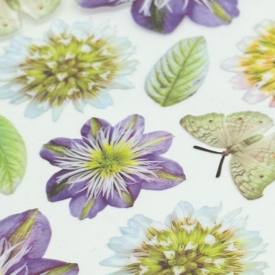 Blue Clematis