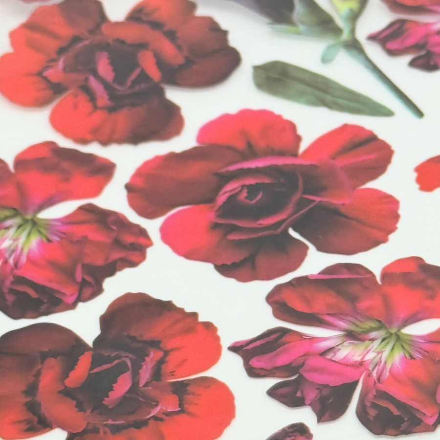 Red Dianthus
