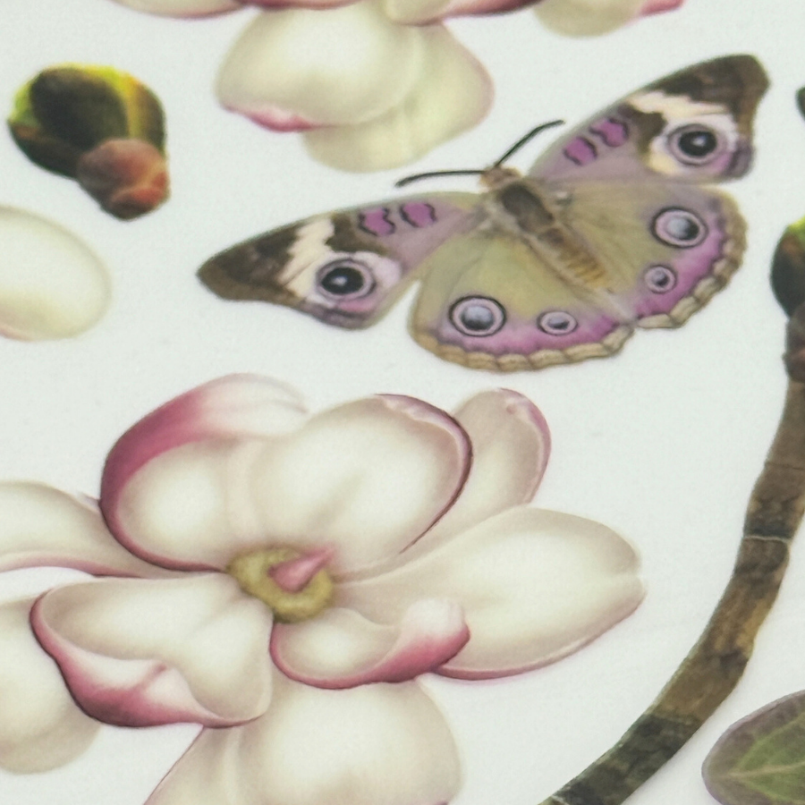 Magnolia Botany