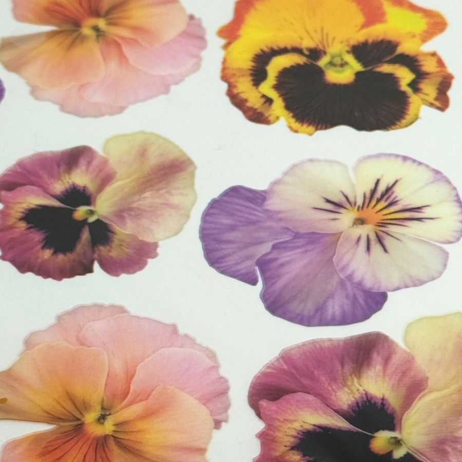 Pansy Orange