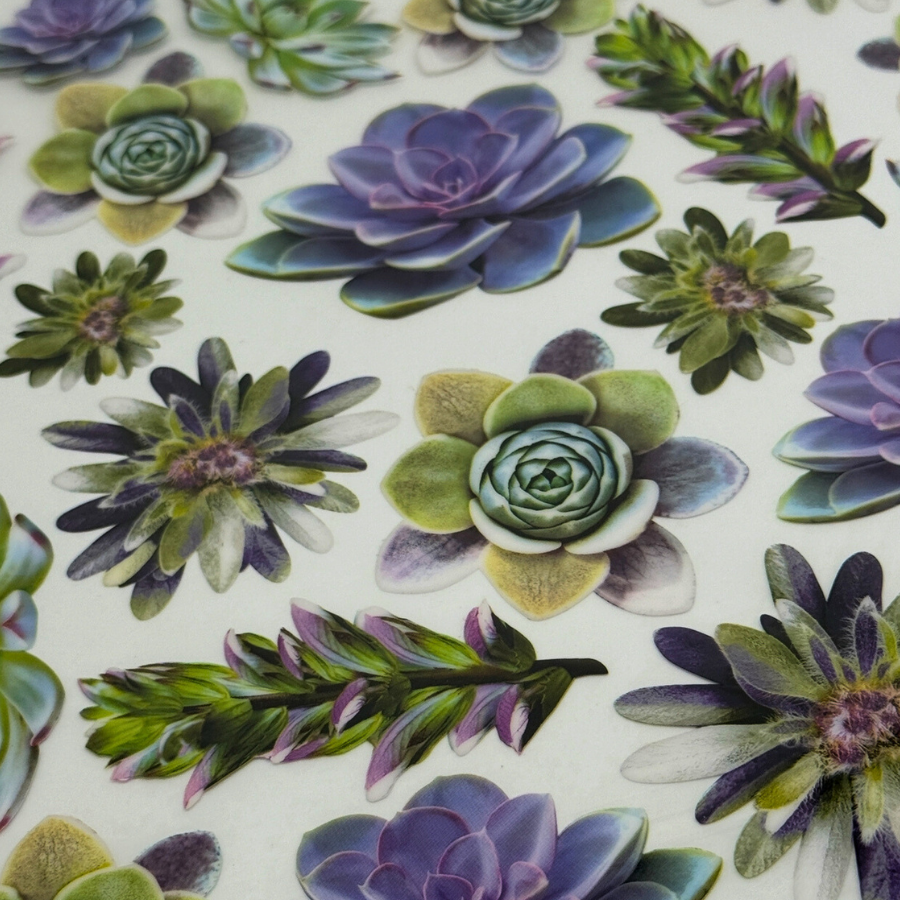 Succulents