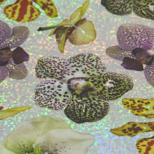 Holographic Orchid 2/11
