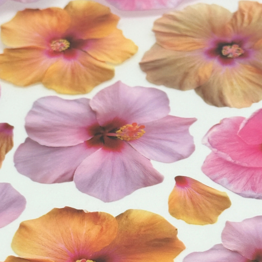 Hibiscus Pink