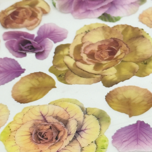 Garden Rose Brassica