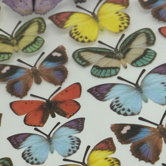 Butterfly Multi Little 3/14