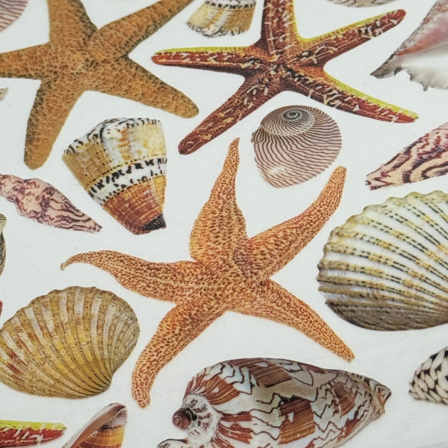 Sea Shells