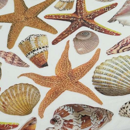 Sea Shells