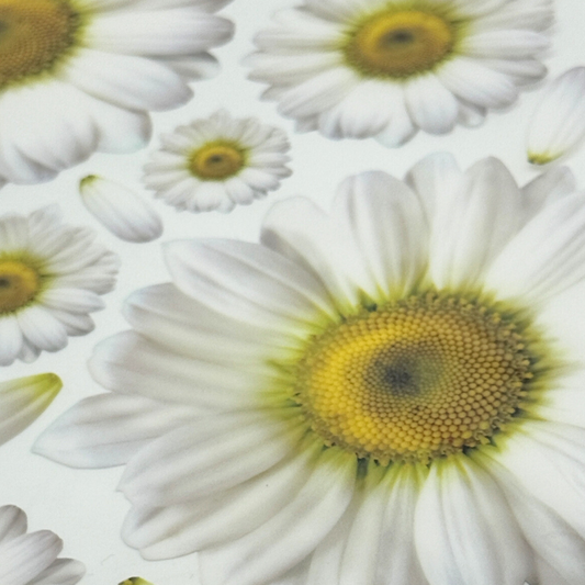 White Daisy Large