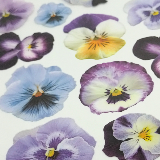 Pansy Purple