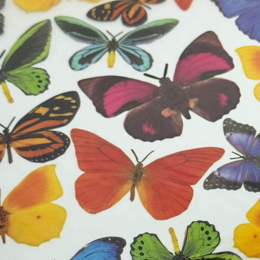Butterfly 3/01