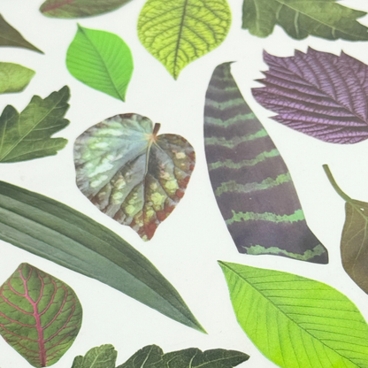 Leaves