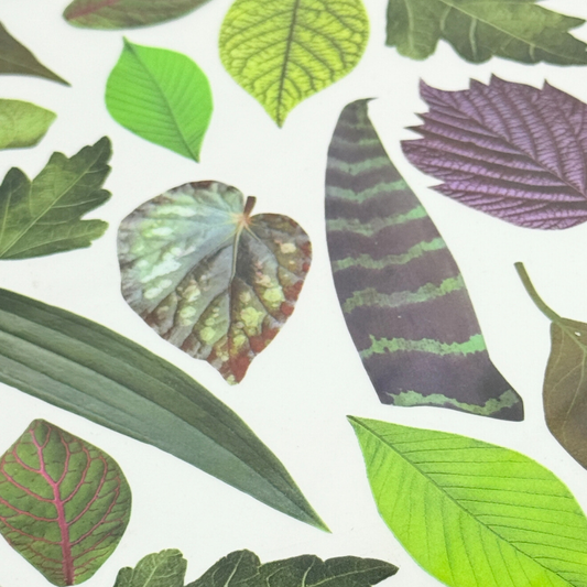 Leaves