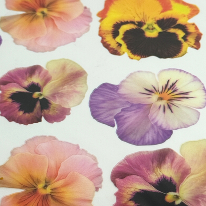 Pansy Orange