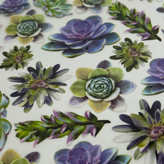 Succulents
